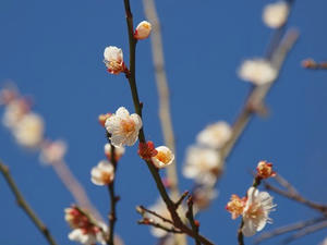 P2082655shuusei.JPG