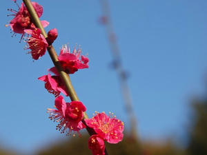 P2082665shuusei.JPG