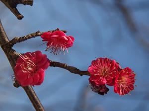 P2082696shuusei.JPG