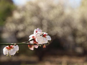 P2082726shuusei.JPG