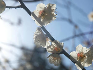 P2082728shuusei.JPG