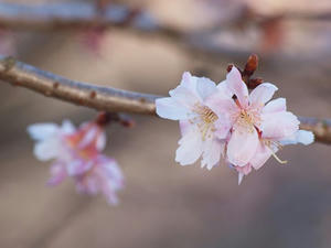 P2082773shuusei.JPG