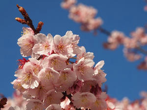 P2082756shuusei.JPG