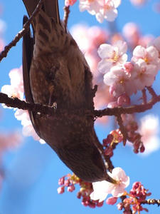 P2082833shuusei.JPG