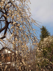 P2112962shuusei.JPG