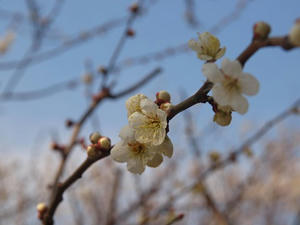 P2112957shuusei.JPG
