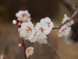 P2112975shuusei.JPG