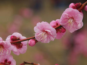 P2112986shuusei.JPG