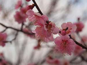 P2113044shuusei.JPG