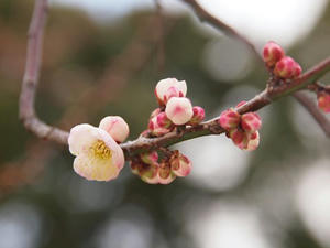 P2113058shuusei.JPG