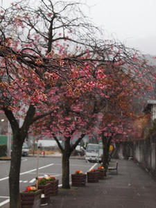 P2173241shuusei.JPG