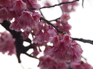 P2173357shuusei.JPG
