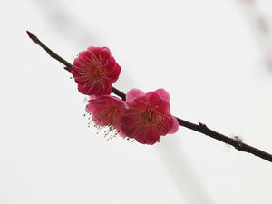 P2173315shuusei.JPG