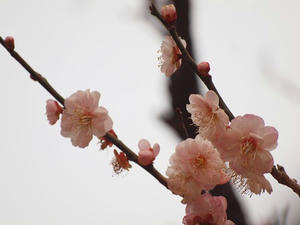 P2173322shuusei.JPG