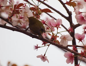P2173371shuusei.JPG
