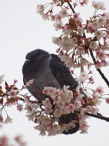 P2173376shuusei.JPG