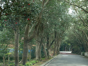 P2173441shuusei.JPG