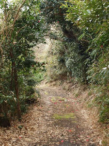 P2173445shuusei.JPG