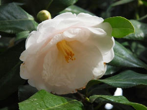 P2173567shuusei.JPG