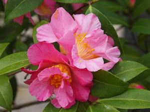 P2173575shuusei.JPG