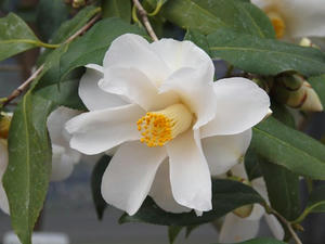 P2173581shuusei.JPG