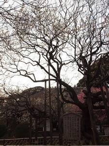 P2113097shuusei.JPG