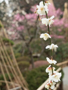 P2113115shuusei.JPG