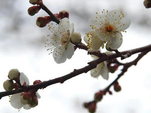 P2113127shuusei.JPG