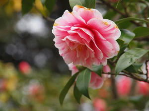 P2173625shuusei.JPG
