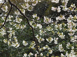 P2173615shuusei.JPG