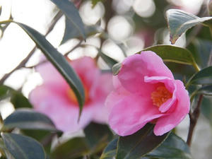 P2173915shuusei.JPG
