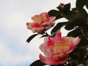 P2173912shuusei.JPG