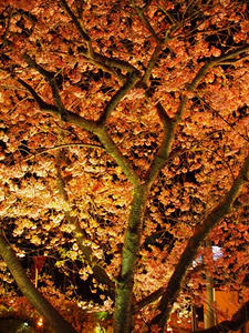 P2174147shuusei.JPG