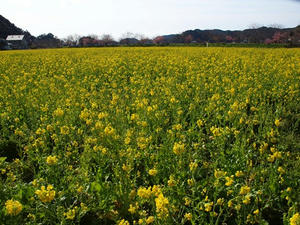 P2184301shuusei.JPG