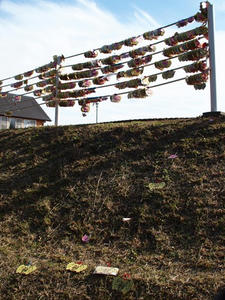 P2184647shuusei.JPG