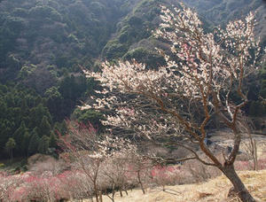 P2225236shuuusei.JPG
