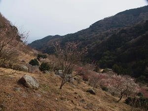 P2225266shuuusei.JPG