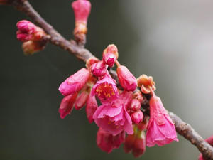 P2225351shuuusei.JPG