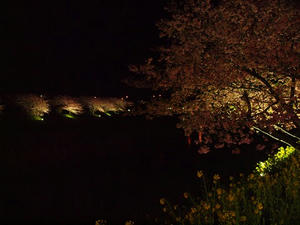 P2184908shuusei.JPG