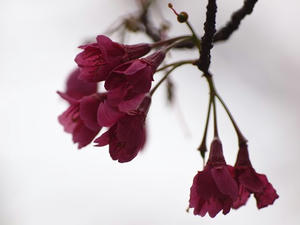 P3225643shuusei.JPG