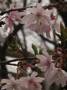 P3225649shuusei.JPG
