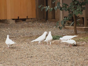 P3225635shuusei.JPG