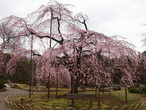 P3225682shuusei.JPG