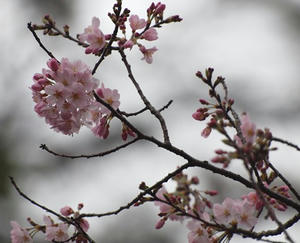 P3225734shuusei.JPG