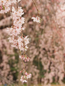 P3225939shuusei.JPG
