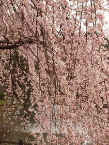 P3225928shuusei.JPG