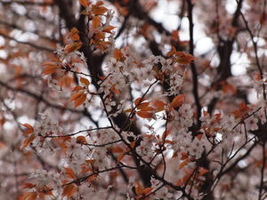 P3225771shuusei.JPG