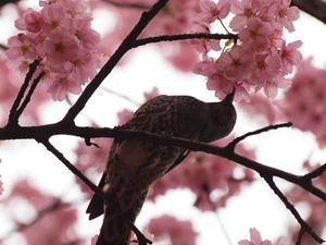 P3225899shuusei.JPG
