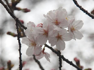 P3225981shuusei.JPG