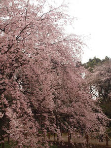 P3256157SHUUSEI.JPG